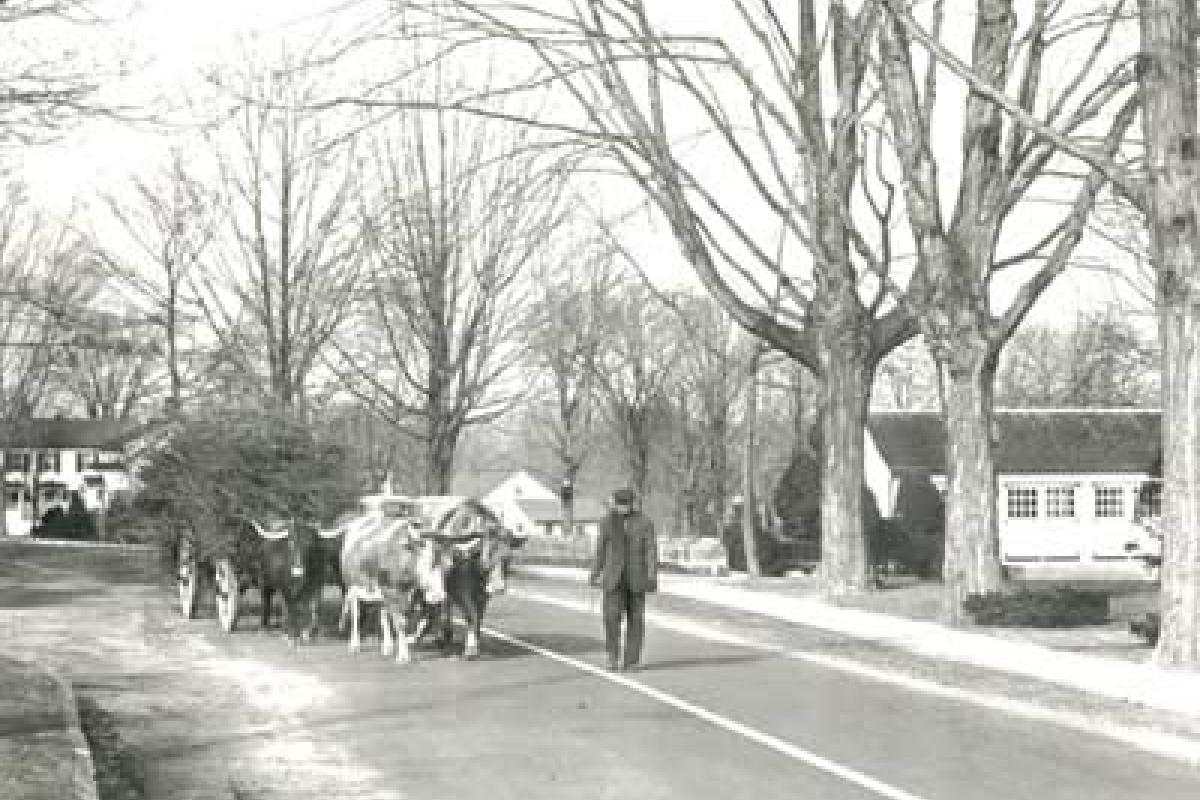 Mr. Palau and Oxen on North Main Street.