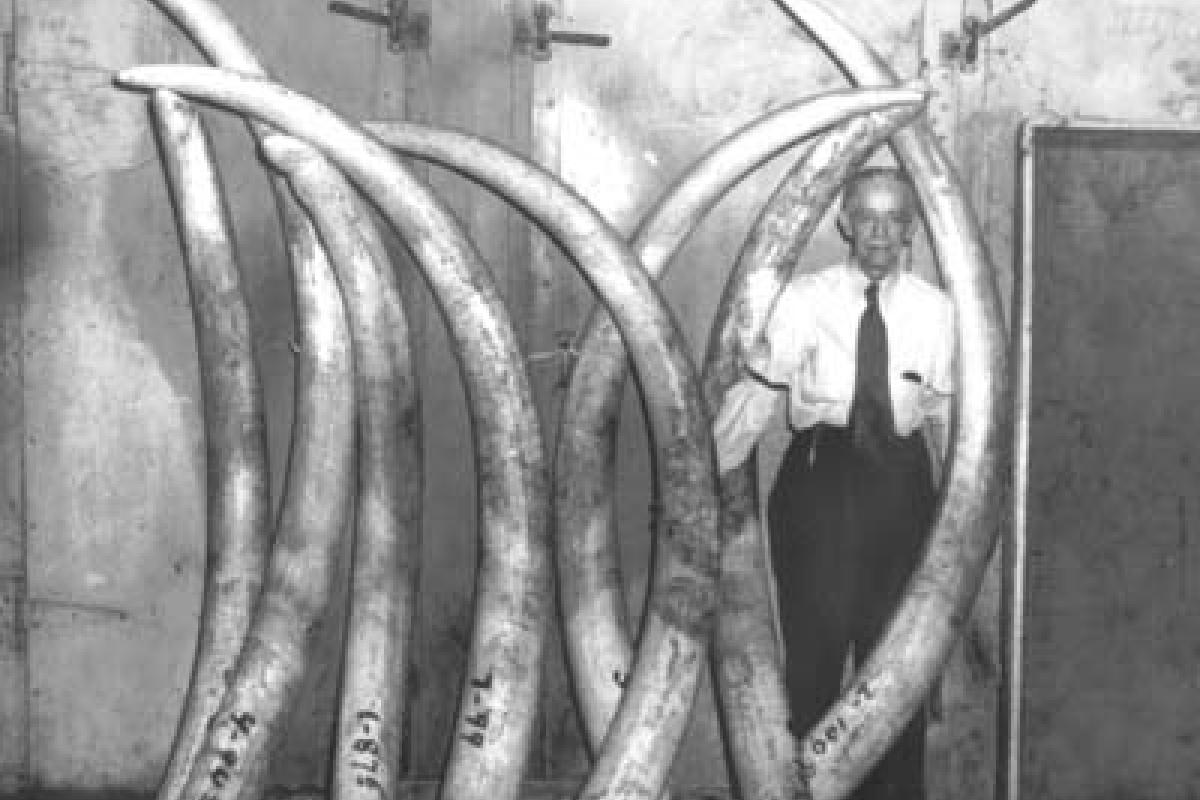 Louie Pratt and elephant tusks, used to make piano keys, combs and other carved merchandise. Picture taken April 1, 1955.