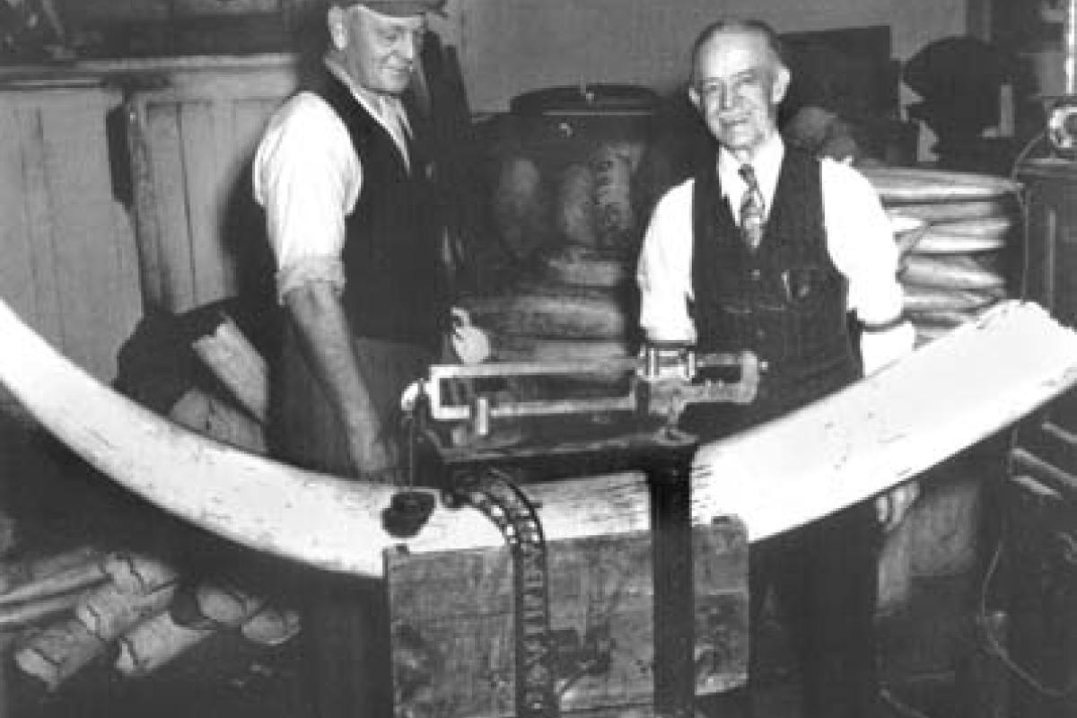 Pratt, Read & Company. Oscar Lynn (left) and Louie E. Pratt, weighing ivory tusk. Circa 1955.